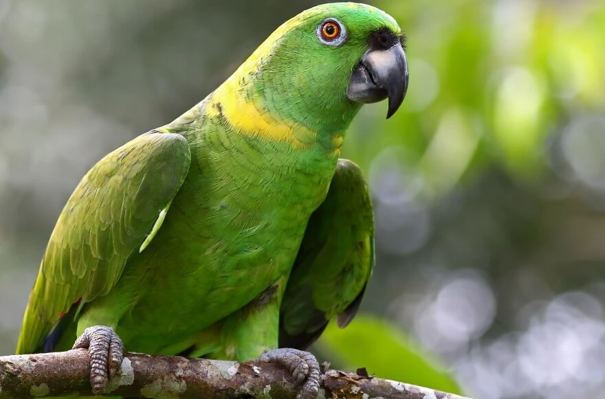 Evde beslenecek papağanlar: Hangi papağan türleri evde beslenir?