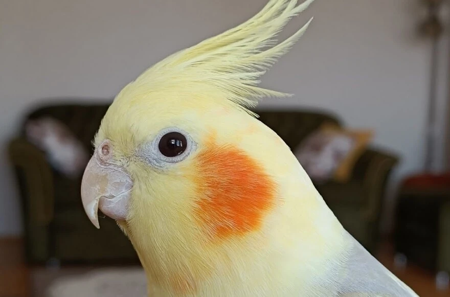 Evde beslenecek papağanlar: Hangi papağan türleri evde beslenir?