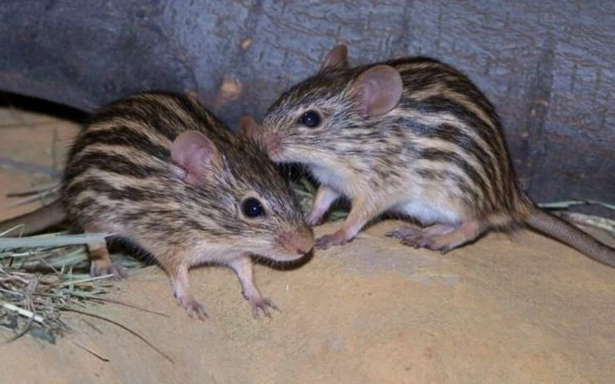 Covid’in çıkış merkezi Wuhan’dan yeni virüs alarmı: Bu kez çizgili çimen farelerinden geliyor