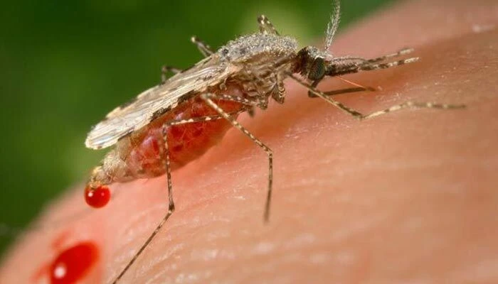 Hiçbir belirti göstermeyen Batı Nil Virüsü Türkiye sınırında! Uzmanlar özellikle bir bölgeye dikkat çekti