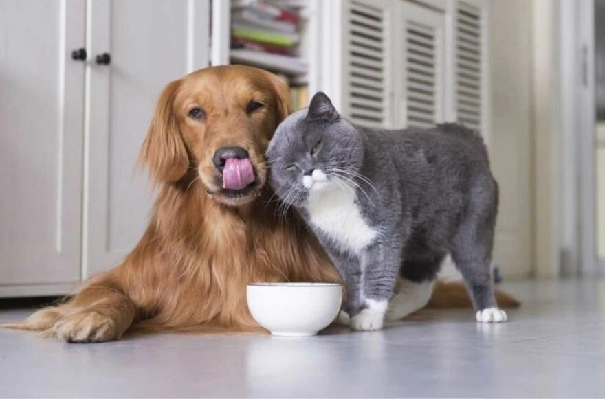 Evde tek başına yapılabilecek aktiviteler!