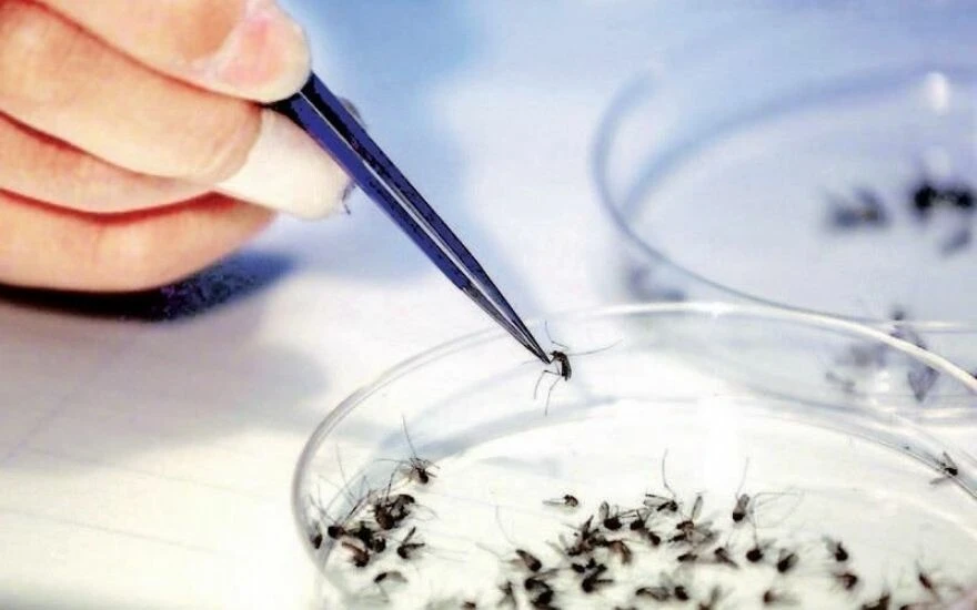 Uzmandan hayati uyarı: Batı Nil Virüsü bu 4 belirtiyle geliyor