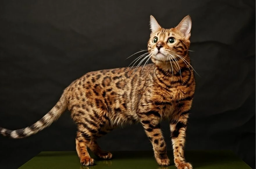 Kedi cinsleri ve ırkları: Sevimli, oyuncu, en sağlıklı ve tüylü kedi cinsleri!