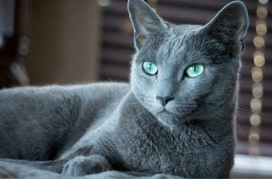 Kedi cinsleri ve ırkları: Sevimli, oyuncu, en sağlıklı ve tüylü kedi cinsleri!