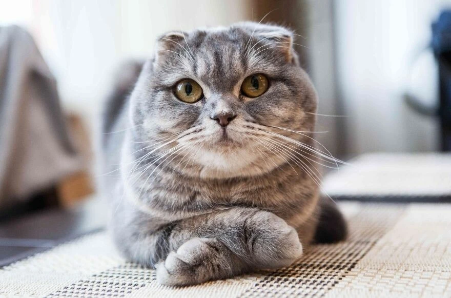 Kedi cinsleri ve ırkları: Sevimli, oyuncu, en sağlıklı ve tüylü kedi cinsleri!