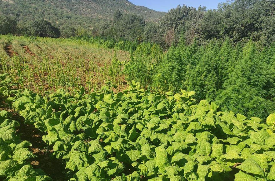 Eren Abluka-34 operasyonu: 1 milyon 493 bin kök keneviri ele geçirildi