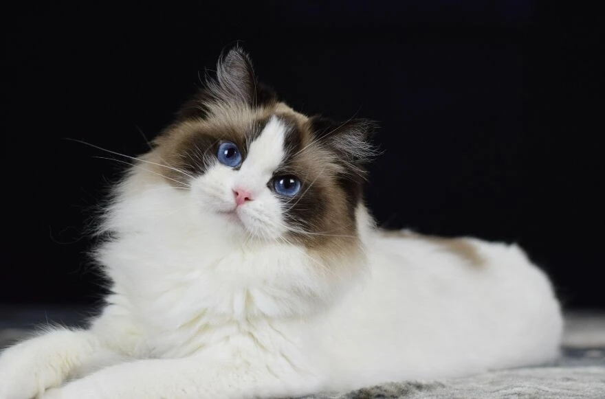 Kedi cinsleri ve ırkları: Sevimli, oyuncu, en sağlıklı ve tüylü kedi cinsleri!