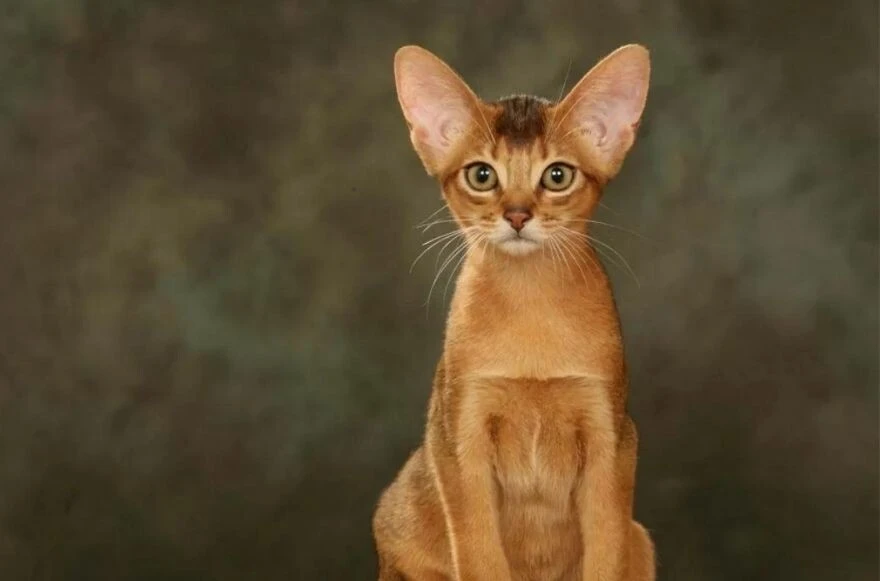 Kedi cinsleri ve ırkları: Sevimli, oyuncu, en sağlıklı ve tüylü kedi cinsleri!