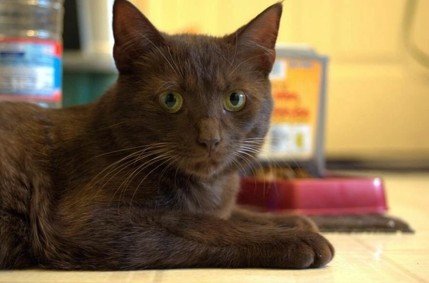 Kedi cinsleri ve ırkları: Sevimli, oyuncu, en sağlıklı ve tüylü kedi cinsleri!