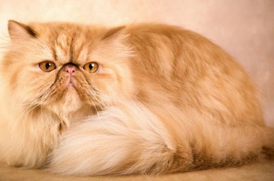 Kedi cinsleri ve ırkları: Sevimli, oyuncu, en sağlıklı ve tüylü kedi cinsleri!