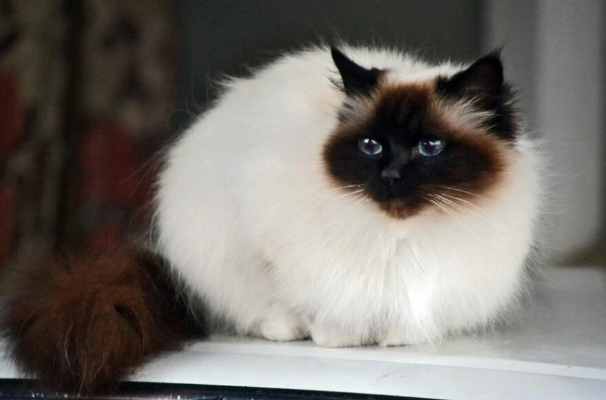 Kedi cinsleri ve ırkları: Sevimli, oyuncu, en sağlıklı ve tüylü kedi cinsleri!