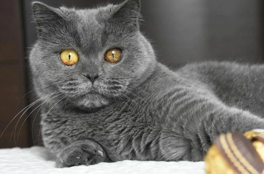 Kedi cinsleri ve ırkları: Sevimli, oyuncu, en sağlıklı ve tüylü kedi cinsleri!