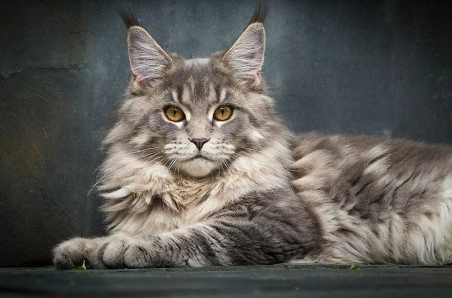 Kedi cinsleri ve ırkları: Sevimli, oyuncu, en sağlıklı ve tüylü kedi cinsleri!