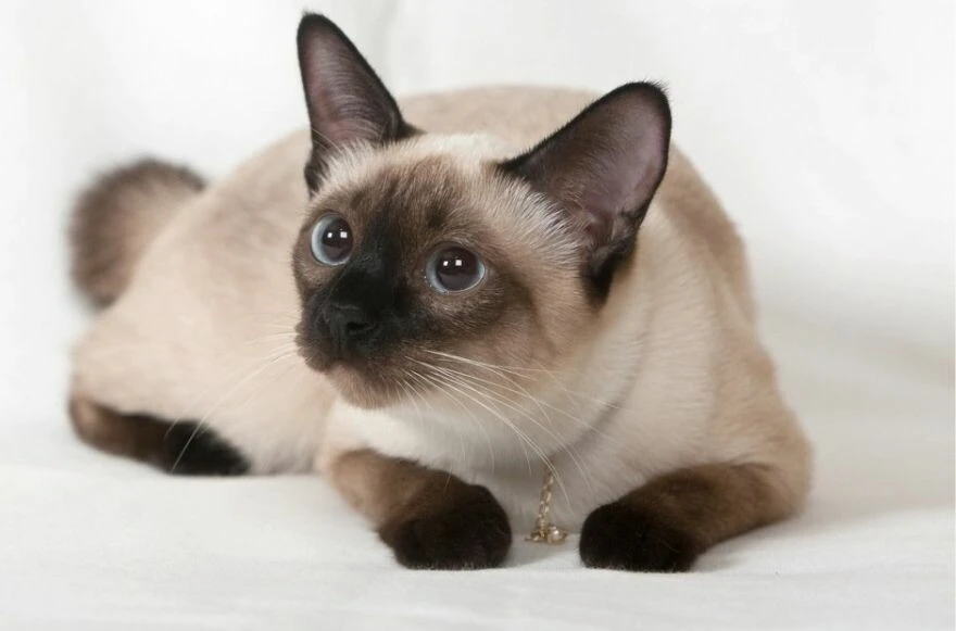 Kedi cinsleri ve ırkları: Sevimli, oyuncu, en sağlıklı ve tüylü kedi cinsleri!