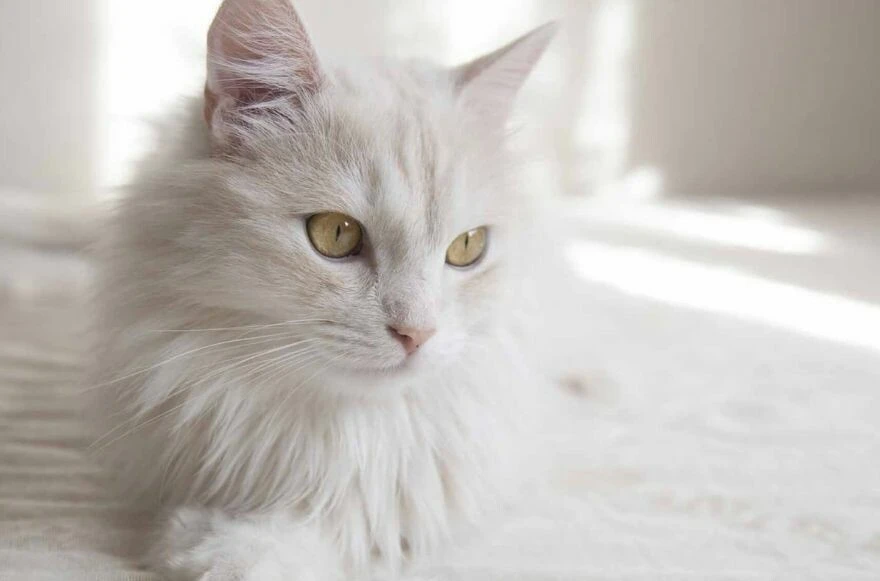 Kedi cinsleri ve ırkları: Sevimli, oyuncu, en sağlıklı ve tüylü kedi cinsleri!