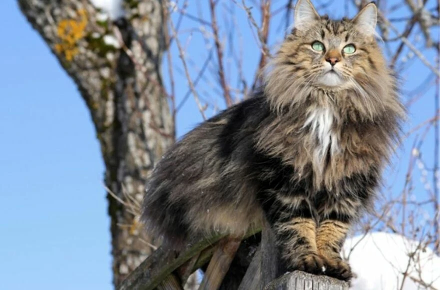 Kedi cinsleri ve ırkları: Sevimli, oyuncu, en sağlıklı ve tüylü kedi cinsleri!