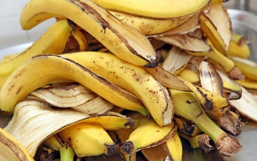 Meyvesini yiyip kabukları çöpe atanları pişman edecek araştırma: Sivrisinek ısırığını da siğilleri de silgi gibi siliyor