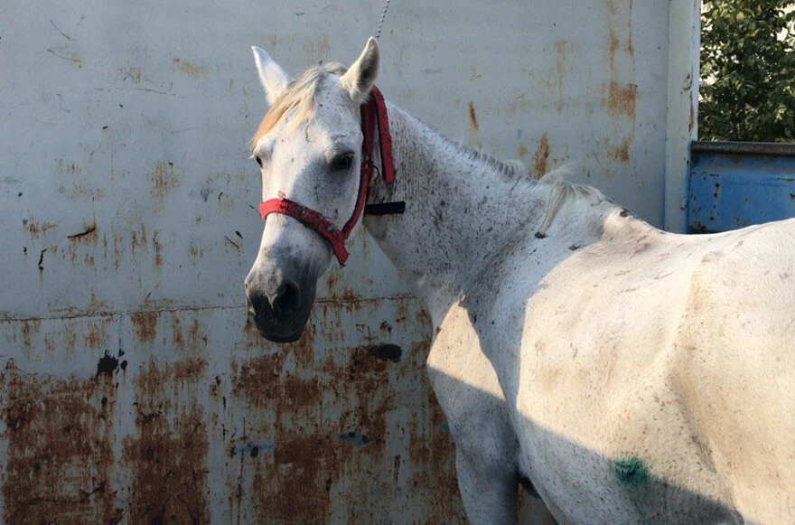 Adana’da atını çocukların gözü önünde darp eden saldırgan gözaltına alındı! 