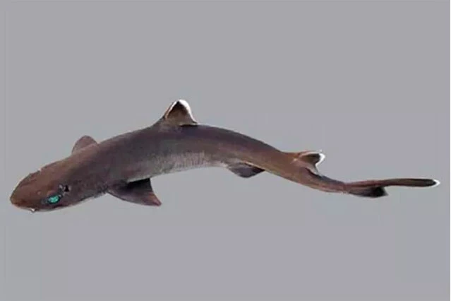 Devasa gözlü beyaz çıkık ağızlı balık görenleri hayrete düşürdü! Görenler şaştı kaldı