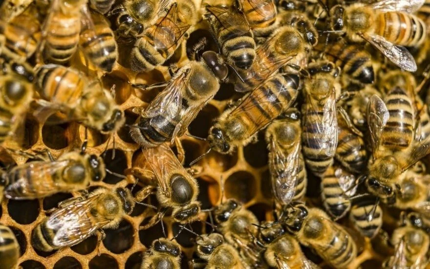 Uzmanından en faydalı zehir: Bel ağrısını bıçak gibi kesiyor, boyun fıtığına deva oluyor, iltihabı kurutuyor