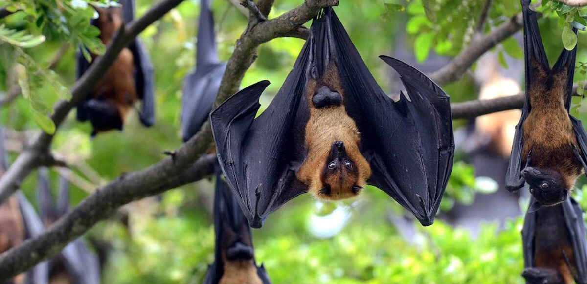 Dünyanın başı yarasalarla belada, Covid-19 benzeri virüs keşfedildi