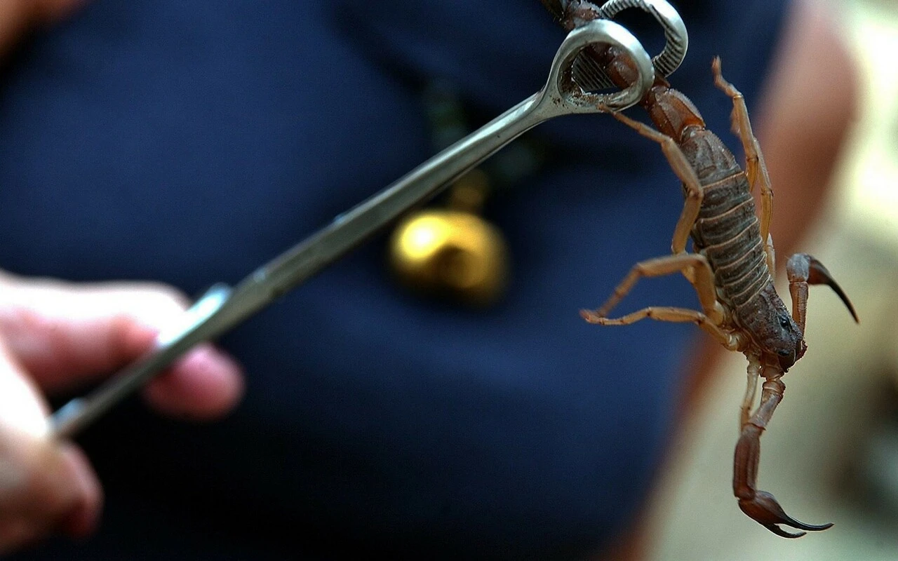 Türk bilim insanlarından umutlandıran çalışma: Akrep zehri kanser hücresini yok etti