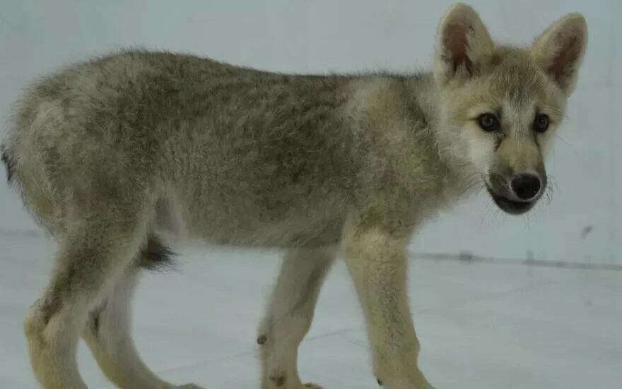 Bilim dünyasına damga vurdu: İlk kez klonlanan kutup kurdu, halkla buluştu