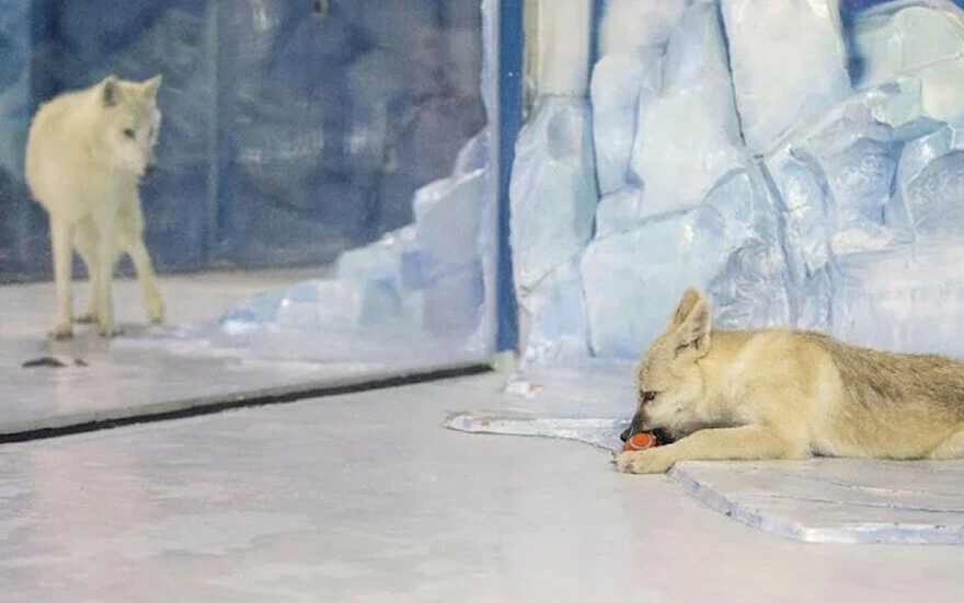 Bilim dünyasına damga vurdu: İlk kez klonlanan kutup kurdu, halkla buluştu