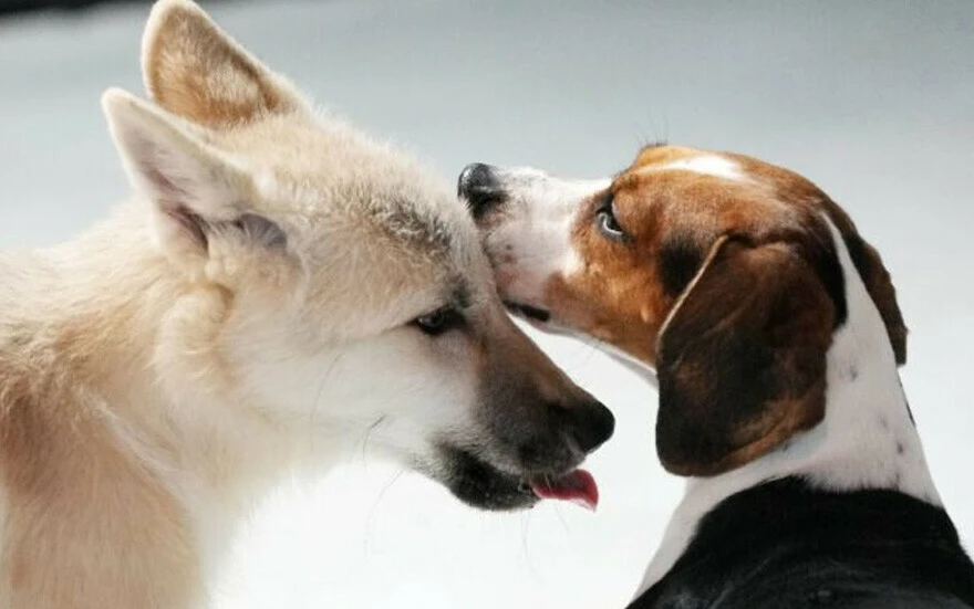 Bilim dünyasına damga vurdu: İlk kez klonlanan kutup kurdu, halkla buluştu