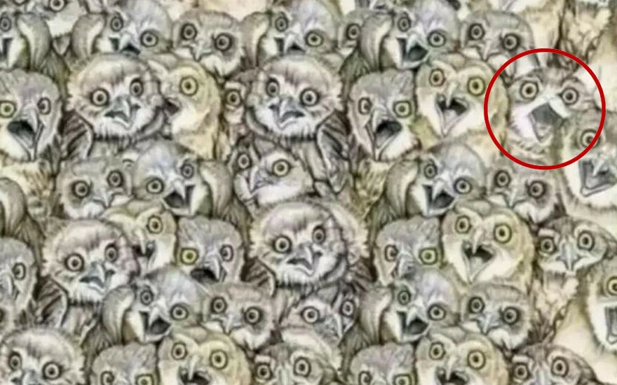 Baykuşların arasında gizlenen farklı hayvanı 9 saniyede bulan dahi kabul ediliyor!