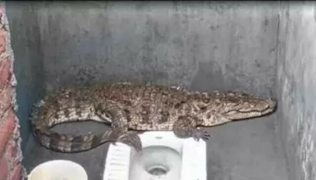 Tuvalette karşılaştı neye uğradığını şaşırdı! Davetsiz misafiri ekipler çıkardı