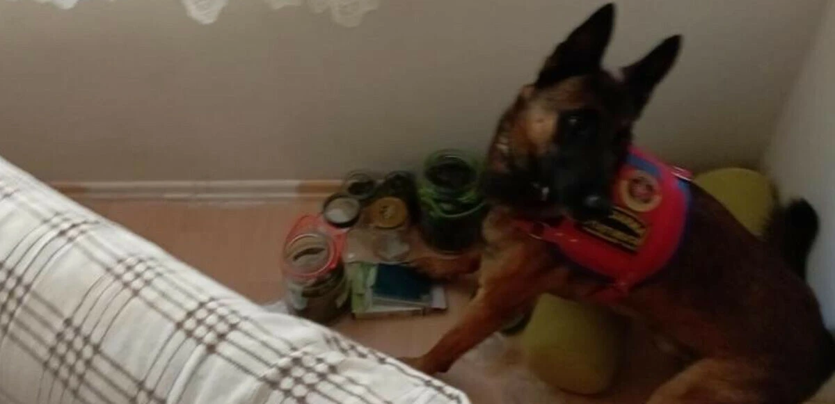 Jandarmayı görünce ne yapacağını şaşırdı, keneviri kıyafet gibi dolabına astı