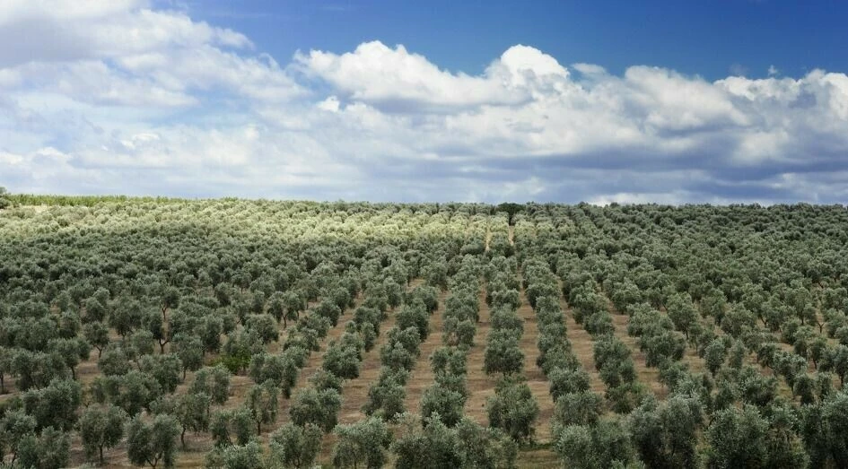 Zeytin Yasasında düzenleme ne getiriyor?