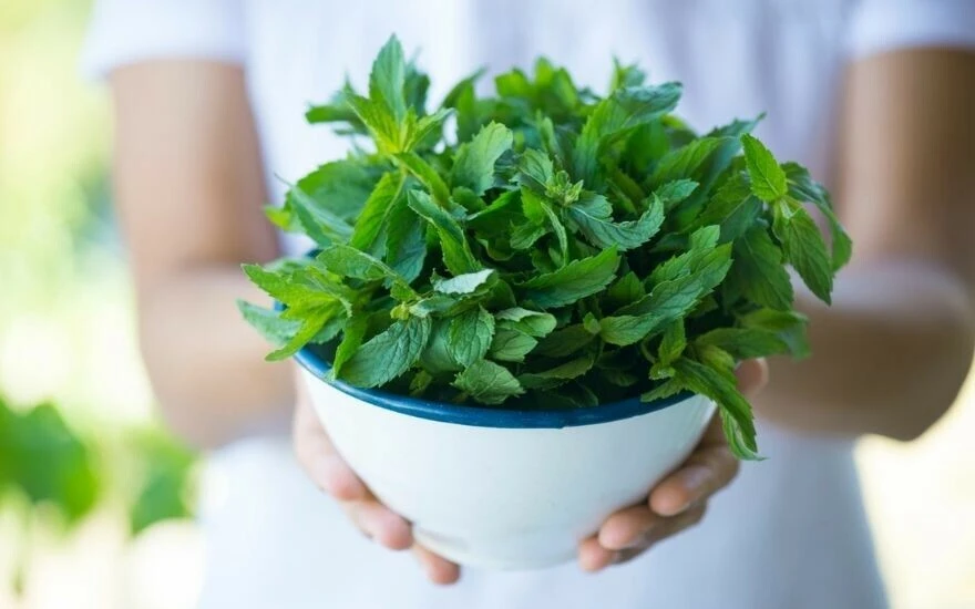 Zımba gibi yapan şifalı bitki: Gribi önlüyor, bağırsakları tertemiz yapıyor, ağız kokusunu yok ediyor