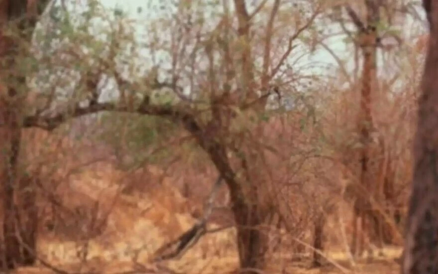 Beyin yakan zekâ illüzyonu: Size bakan zürafayı tespit etmek için 6 saniyeniz var!