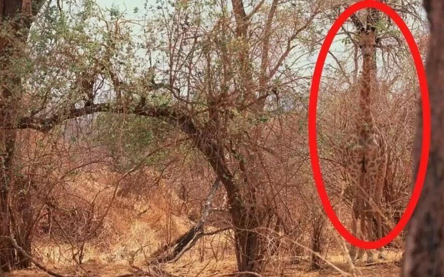 Beyin yakan zekâ illüzyonu: Size bakan zürafayı tespit etmek için 6 saniyeniz var!