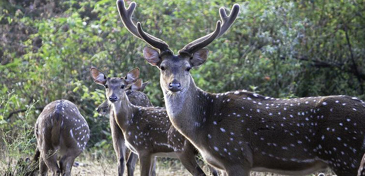 Korkutan yaban hayat raporu: Can çekişiyor, yüzde 69 azaldı