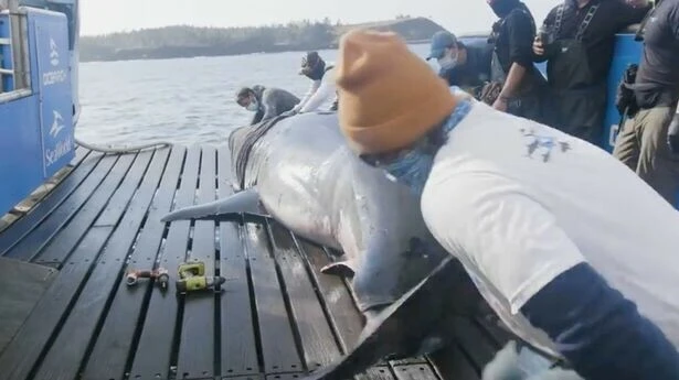 Yüzlerce kilo ağırlığında metrelerce boyu var! Uzun uğraşlar sonucu tekneye çıkarıldı
