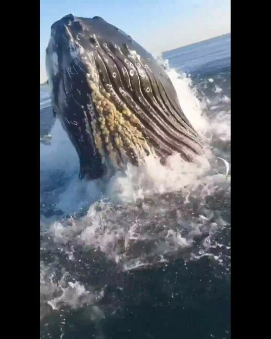 Ağırlığı 40 tona ulaşabilen kambur balina az kalsın tekneye çıkıyordu! O anlar kayda alındı