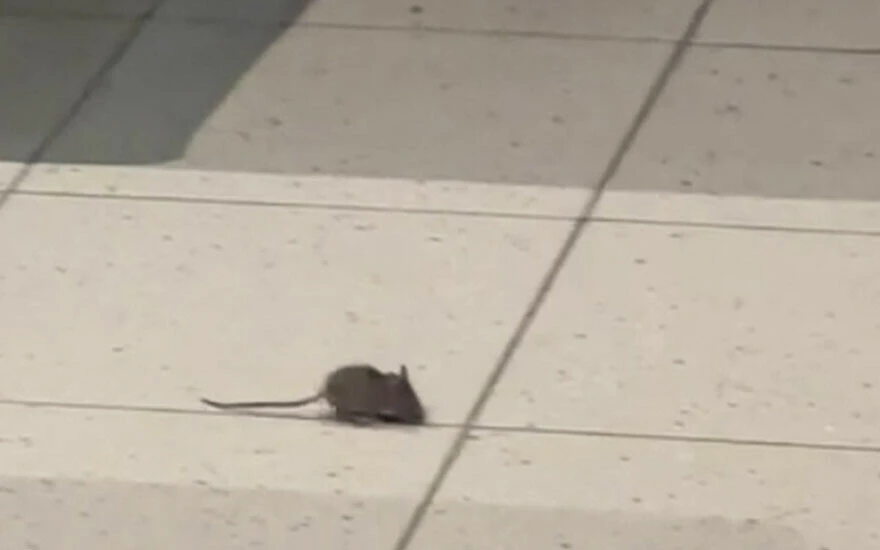 Avrupa ‘hava krizi’ ile mücadele ediyor Hollanda Havalimanı’nda fareler cirit atıyor