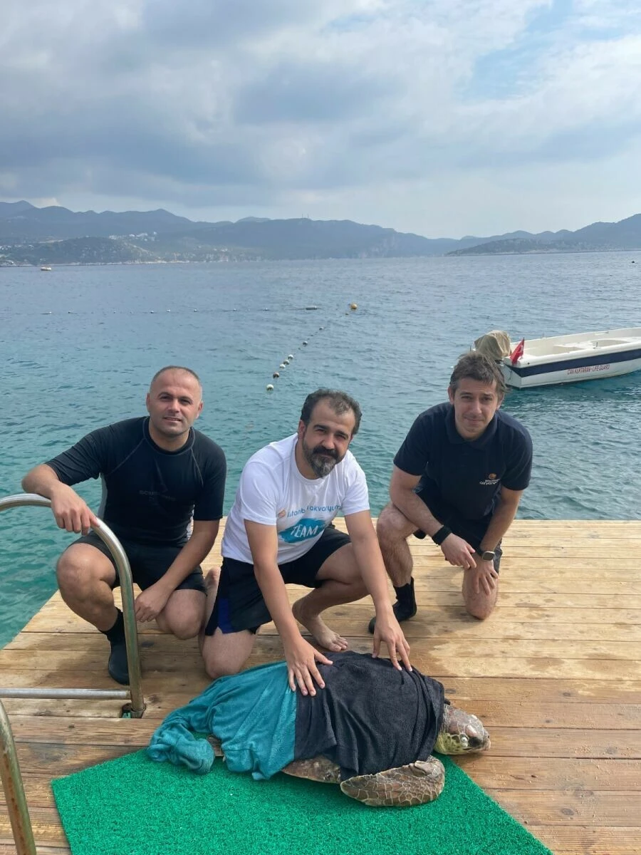 Şamandıra halatına takılan Caretta İstanbul Akvaryum Dalgıçları tarafından kurtarıldı