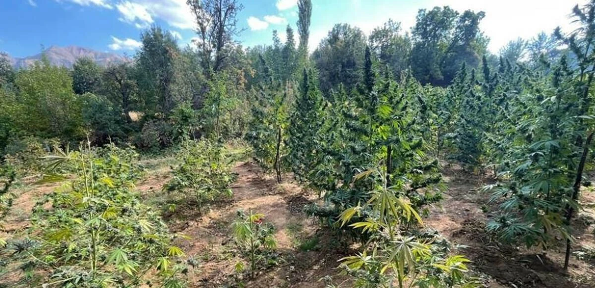 PKK'nın finans kaynağına ağır darbe: 6 milyon kök kenevir ele geçirildi