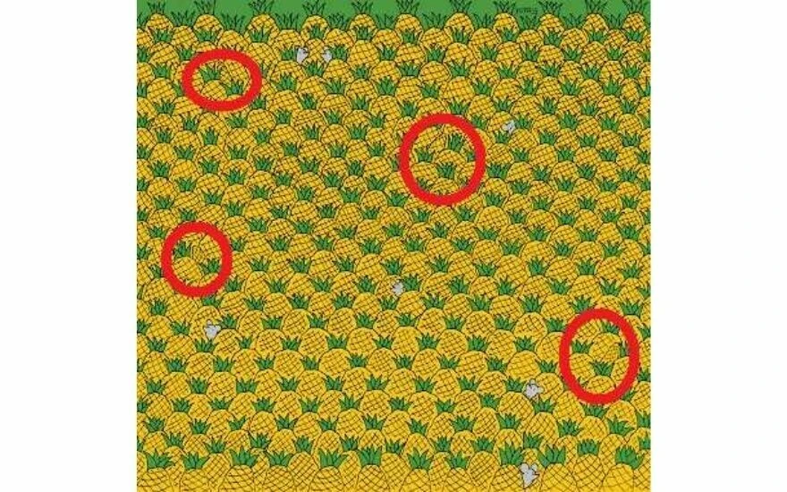 Macar sanatçının meşhur illüzyon tablosunda, ananaslar arasındaki 4 mısırı 17 saniyede görenler keskin zekalı kabul ediliyor!