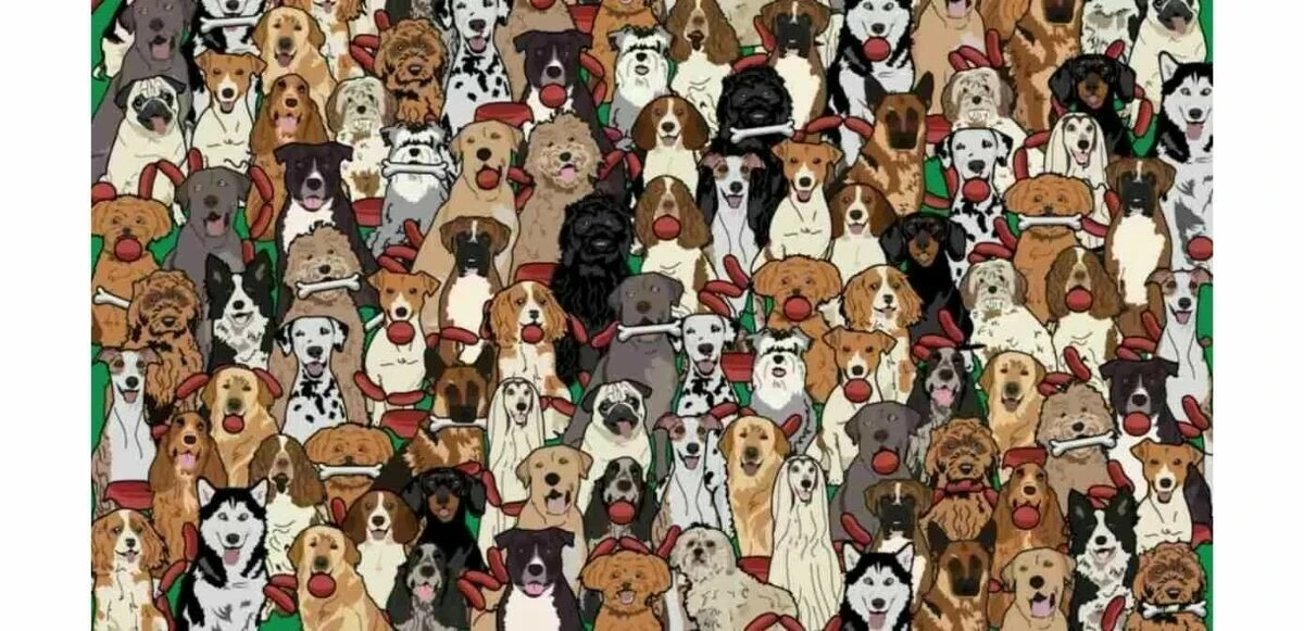 Sadece IQ puanı 110’un üzerinde olanlar sosis çalan köpeği 7 saniyede bulabiliyor!