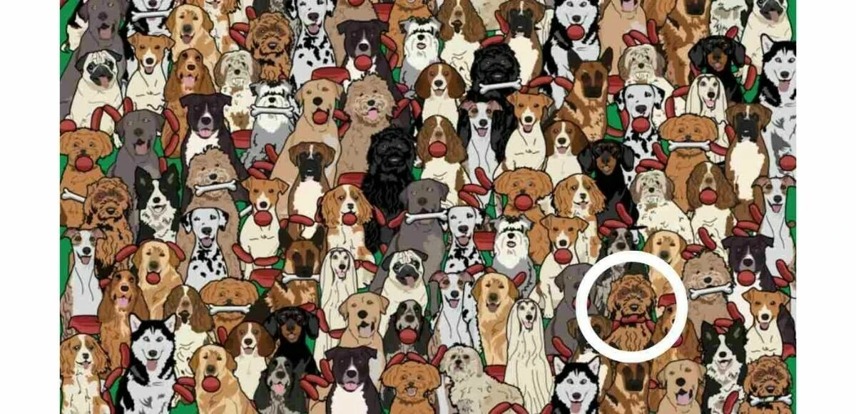 Sadece IQ puanı 110’un üzerinde olanlar sosis çalan köpeği 7 saniyede bulabiliyor!