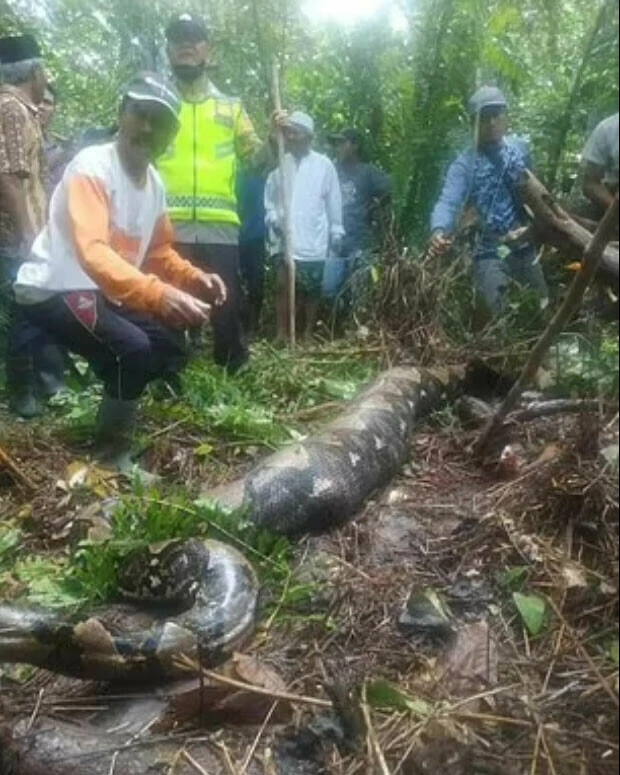 Korkunç son: Kauçuk toplamak için gitti dev pitonun yemeği oldu midesinden çıktı