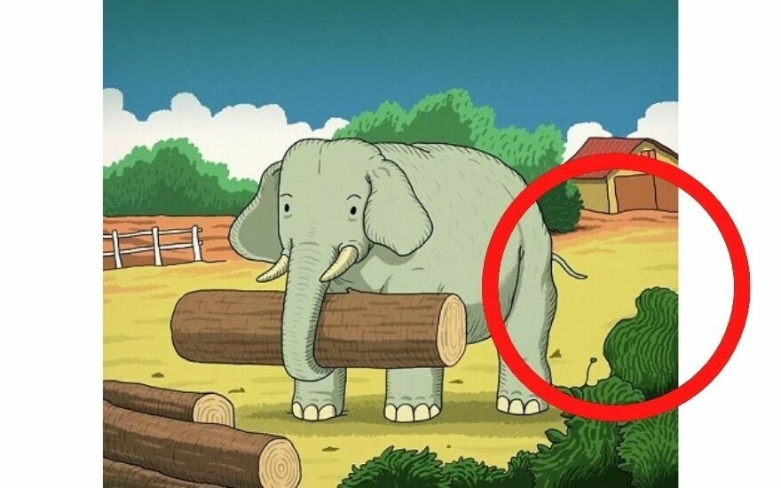 IQ'nuzu test eden optik illüzyon: İnsanların sadece %1'i fil çiftliğindeki ikinci hayvanı 12 saniyede görebiliyor