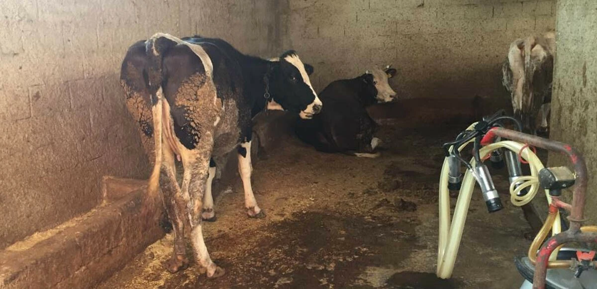 Ahıra süt sağmaya gitti, cansız bedeni çıkarıldı! Ablasının çığlıkları herkesi dehşete düşürdü