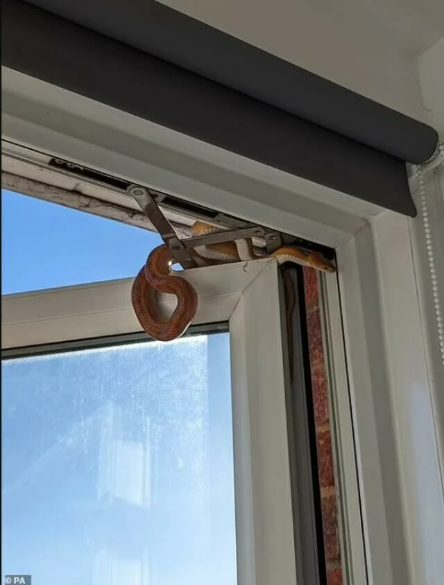 Uyanır uyanmaz şok yaşadı! Ekipleri harekete geçiren kadın yılanı odaya kapatıp kaçtı