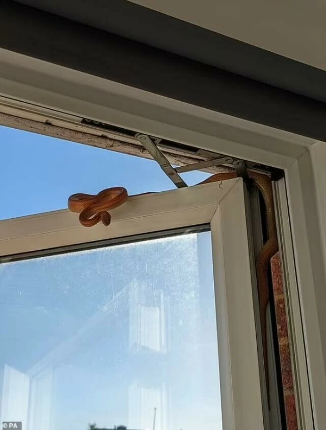 Uyanır uyanmaz şok yaşadı! Ekipleri harekete geçiren kadın yılanı odaya kapatıp kaçtı